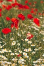 Papaver rhoeas or red poppy flower in white daisy meadow. This flowering plant is used a symbol of remembrance of the fallen Royalty Free Stock Photo