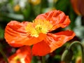 Papaver rhoeas, red poppy macro