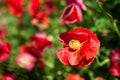 Papaver rhoes; d Poppy; worlds most popular wildflower Royalty Free Stock Photo