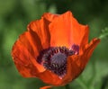 Papaver setiferum