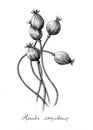 Papaver somniferum. Black and white botanical illustration.