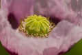 Opium poppy flowers, Papaver somniferum. Royalty Free Stock Photo