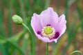Papaver somniferum flower or opium poppy