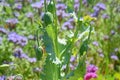 Papaver Somniferum L Poppy Bud Agriculture Field Portrait Royalty Free Stock Photo