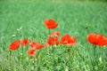 Papaver somniferum L Poppy Bud Field Stock Photo Royalty Free Stock Photo