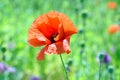 Papaver somniferum L Poppy Bud Field Stock Photo Royalty Free Stock Photo