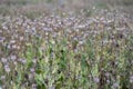 Papaver somniferum opium breadseed poppy ripened seed pods on the field, group of plants before harvest Royalty Free Stock Photo