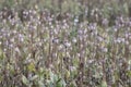 Papaver somniferum opium breadseed poppy ripened seed pods on the field, group of plants before harvest Royalty Free Stock Photo