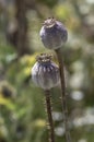 Papaver somniferum opium breadseed poppy ripened seed pods on the field, group of plants before harvest Royalty Free Stock Photo