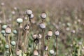 Papaver somniferum opium breadseed poppy ripened seed pods on the field, group of plants before harvest Royalty Free Stock Photo
