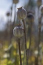 Papaver somniferum opium breadseed poppy ripened seed pods on the field, group of plants before harvest Royalty Free Stock Photo