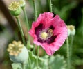 Papaver, somniferum