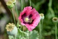 Papaver, somniferum