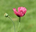 Papaver, somniferum