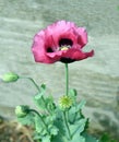 Papaver, somniferum