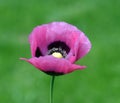 Papaver, somniferum