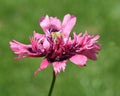 Papaver, somniferum