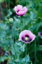 Papaver somniferum, Opium poppy, marble-flower Royalty Free Stock Photo