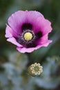 Papaver somniferum, Opium poppy, marble-flower Royalty Free Stock Photo