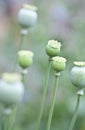 Papaver somniferum