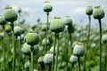 Papaver somniferum poppy field of green immature heads of poppy seedlings with poppies grown for pharmaceutical medical purposes