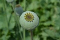 Papaver somniferum poppy field of green immature heads of poppy seedlings with poppies grown for pharmaceutical medical purposes