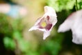 Papaver somniferum Poppy, the last petal, concept. Royalty Free Stock Photo