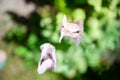 Papaver somniferum Poppy, the last petal, concept. Royalty Free Stock Photo