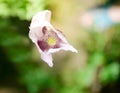 Papaver somniferum Poppy, the last petal, concept. Royalty Free Stock Photo