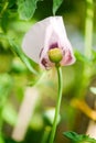 Papaver somniferum Poppy, the last petal, concept. Royalty Free Stock Photo