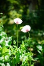 Papaver somniferum Poppy, the last petal, concept. Royalty Free Stock Photo