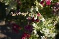 Papaver somniferum seeds pot