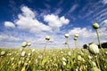 Papaver Somniferum - Summer White Field Poppy Field