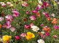 Papaveraceae, eschschÃÂ³lzia californica in the garden.