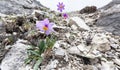 Papaveraceae meconopsis