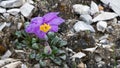 Papaveraceae meconopsis Royalty Free Stock Photo