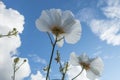 Papaveraceae poppy flower