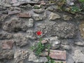 a red poppy on a stone wall Royalty Free Stock Photo