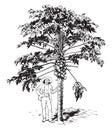 Papaw Tree vintage illustration