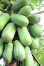 Papaya Royalty Free Stock Photo