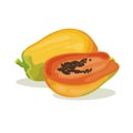 Vector bunch of papaya. Papaya is a tropical fruits Royalty Free Stock Photo