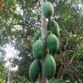 Papaya, or battek is a plant that is thought to have originated in southern Mexico and northern parts of South America.