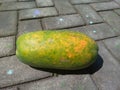 Papaya or Betik is a fruit plant that has many benefits. Royalty Free Stock Photo