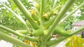 Papaya bouquet close up at center to see a variety of developments