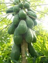 Papaya bunch fruits on tree