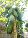 Papaya bunch fruits on tree