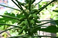 Papaya ( Carica papaya ) flowers and fruits. Caricaceae evergreen tropical fruit tree.