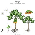 Papaya carica papaya illustration set