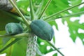 Papaya , Carica papaya L or Papaya or Melan Tree or Paw Paw or CARICACEAE Royalty Free Stock Photo