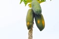 papaya , Carica papaya L or Papaya or Melan Tree or Paw Paw or CARICACEAE or papaya seed